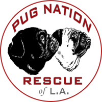 Pug Nation Rescue